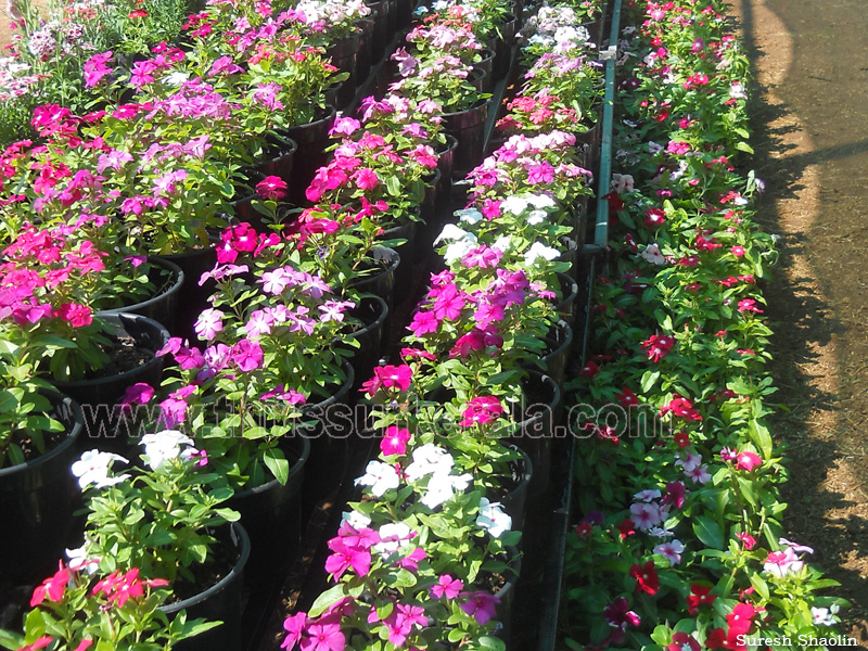 flower-show-2012 (19)